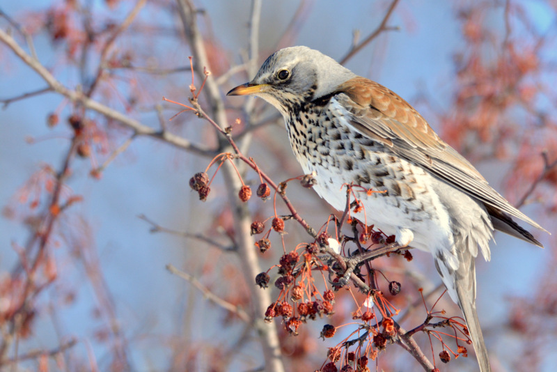 Fieldfare