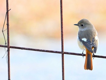 2024年1月28日(日) 平城宮跡の野鳥観察記録