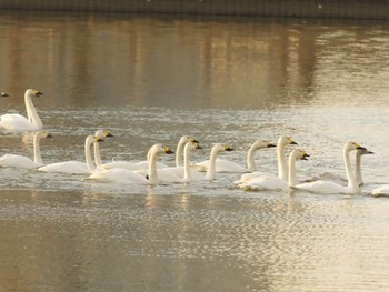 2024年1月31日(水) 乙戸沼公園の野鳥観察記録