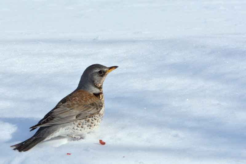 Fieldfare