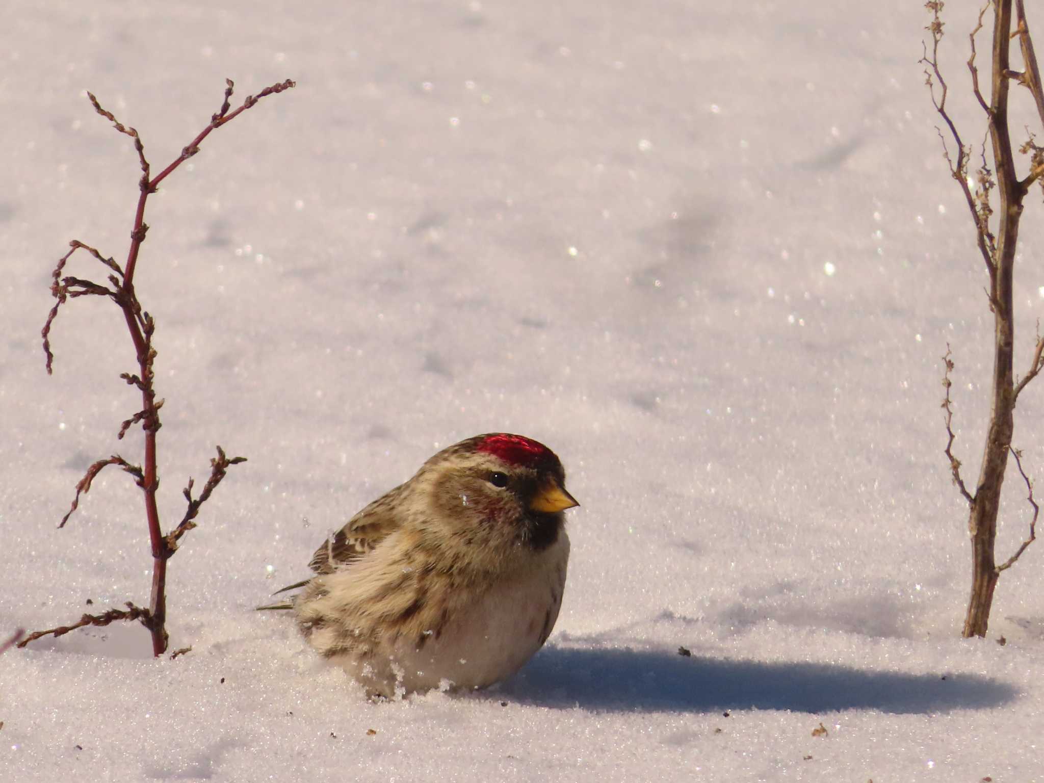 Common Redpoll