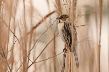 Pallas's Reed Bunting 多摩川河川敷 Sun, 1/28/2024