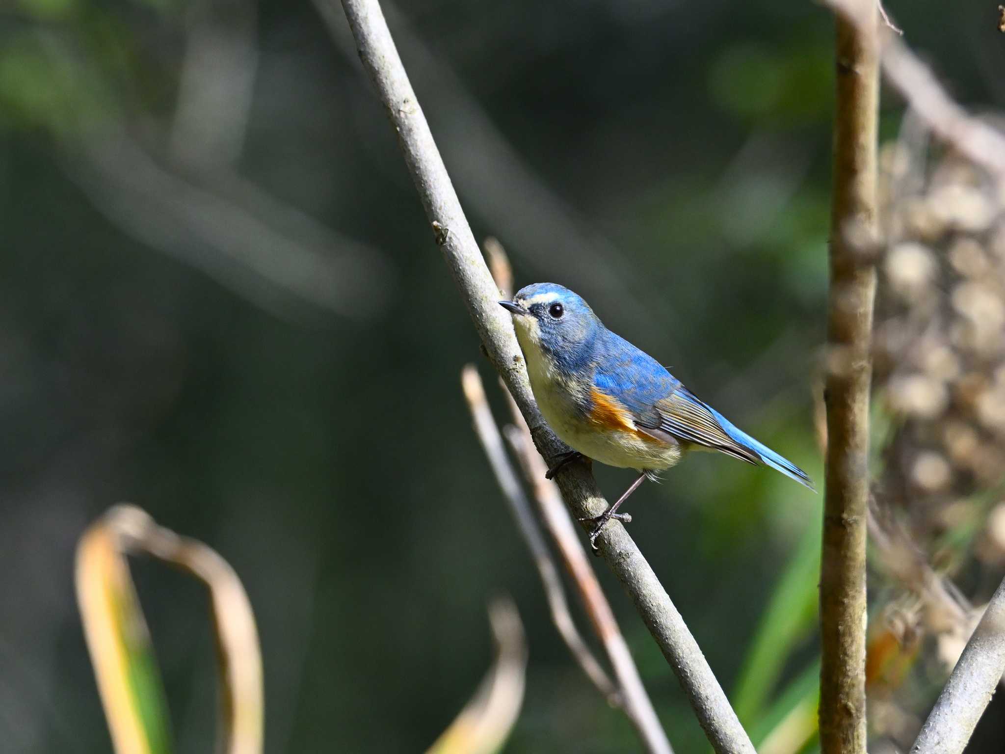 Red-flanked Bluetail