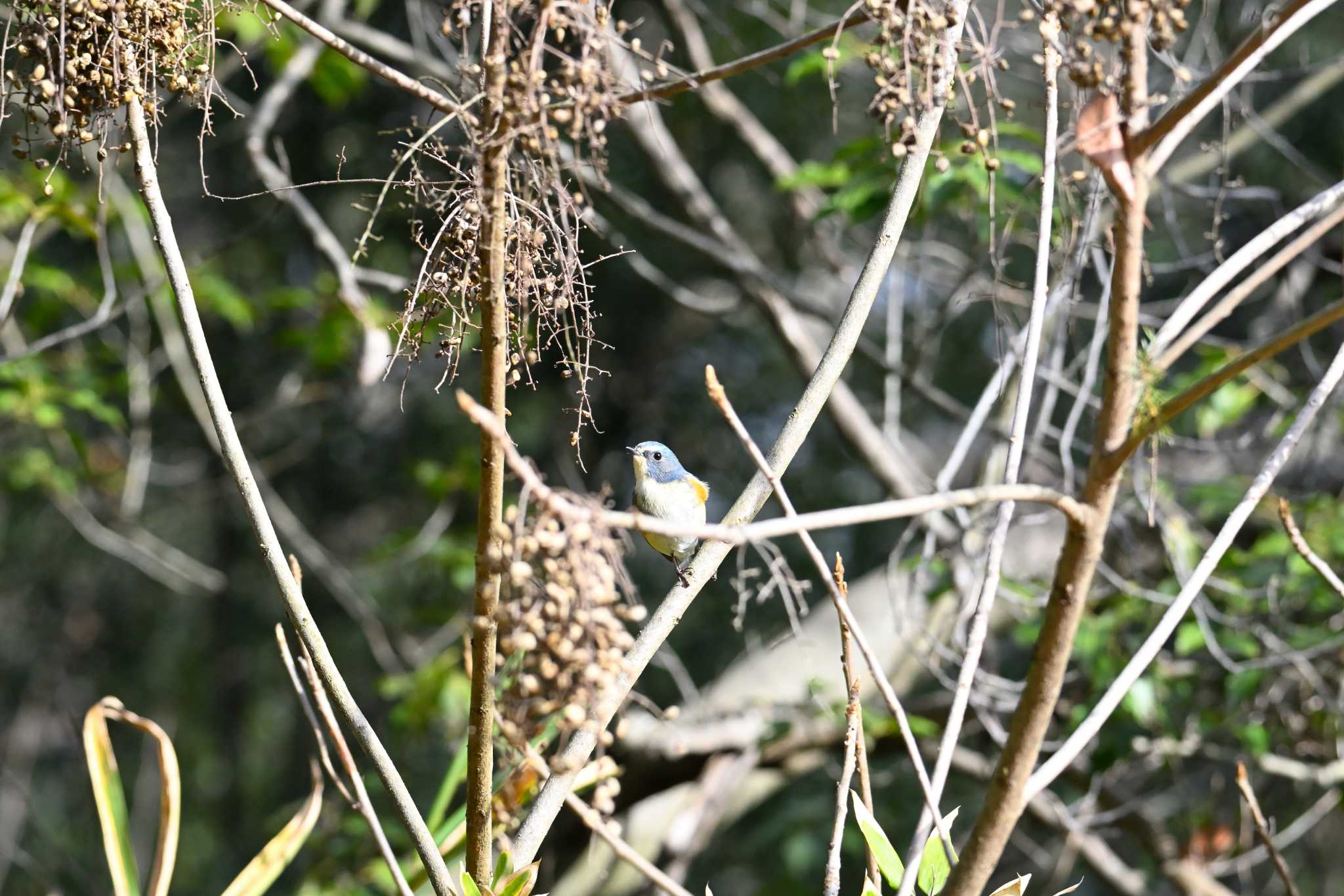 Red-flanked Bluetail