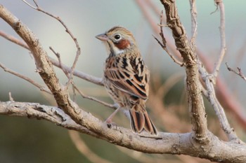 Chestnut-eared Bunting 夏目の堰 (八丁堰) Wed, 1/31/2024