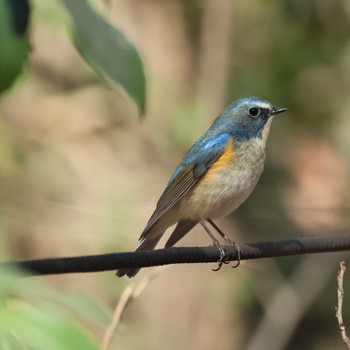 Red-flanked Bluetail 狭山湖周辺 Unknown Date