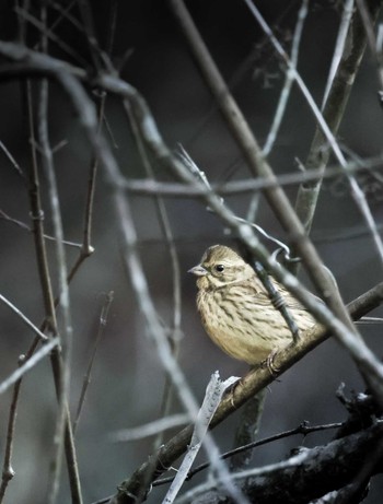 Masked Bunting 狭山湖周辺 Fri, 1/19/2024