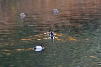 ハシビロガモ 長浜公園 2024年1月27日(土)