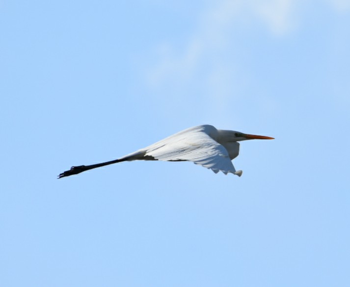 Photo of シロサギ at 兵庫県三木市志染町御坂 by Shunsuke Hirakawa