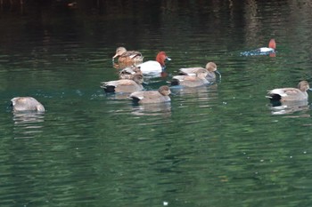 オカヨシガモ 長浜公園 2024年1月27日(土)