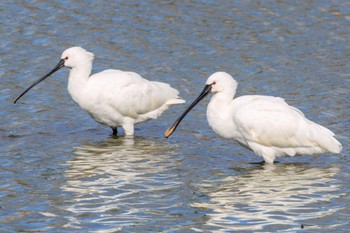 Eurasian Spoonbill 大池 Mon, 1/8/2024