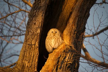 Ural Owl 池田町 Sat, 12/30/2017