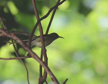 Unknown Species シンガポールブキ・ティマ自然保護区 Sat, 11/10/2018