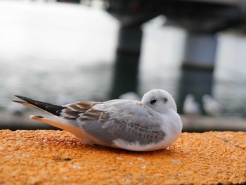 Black-headed Gull 浜名湖佐久米駅(静岡県) Tue, 12/12/2023