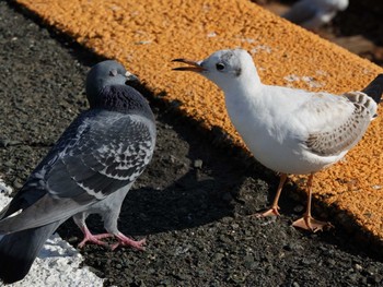 Black-headed Gull 浜名湖佐久米駅(静岡県) Tue, 12/12/2023