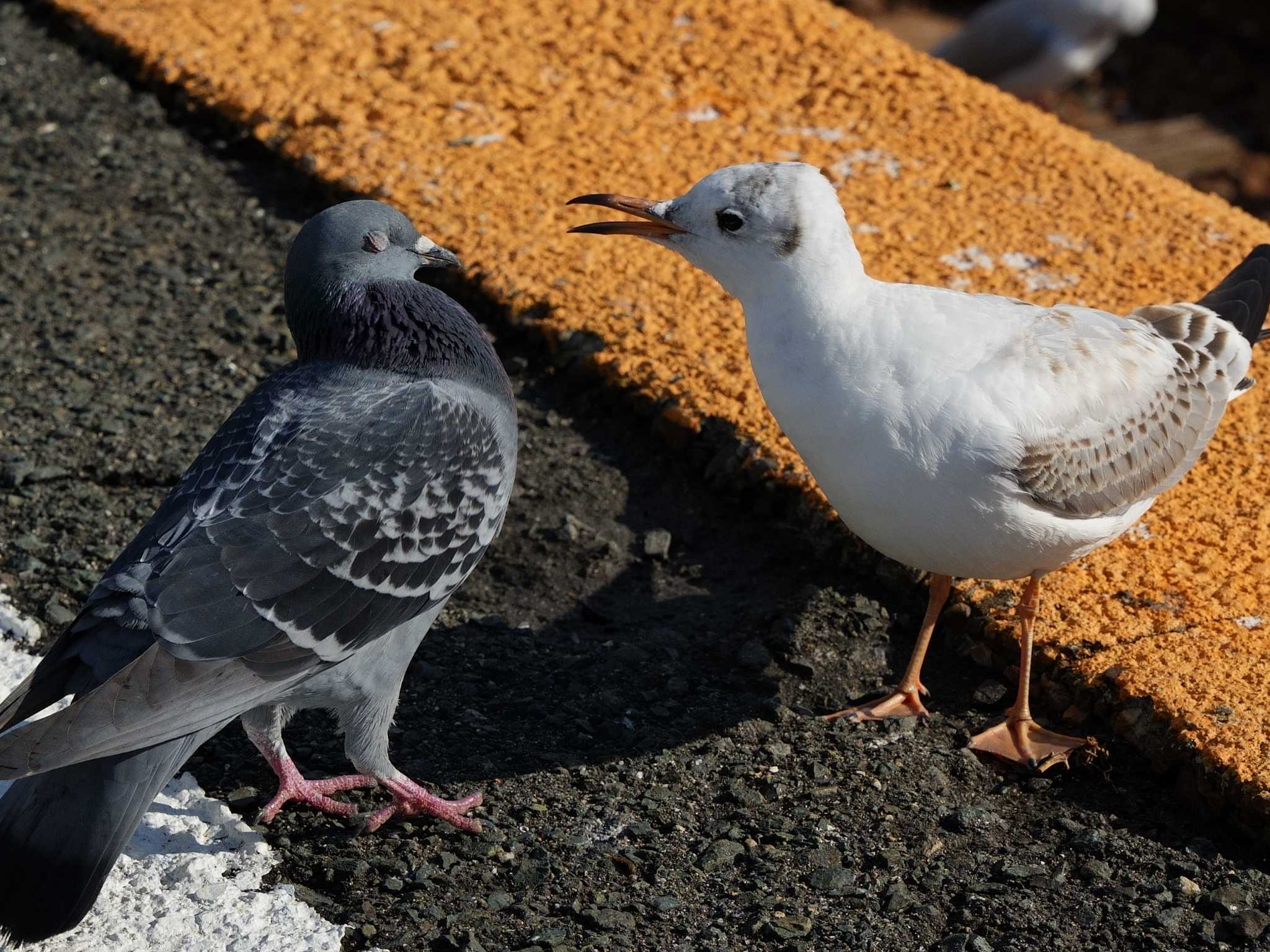 ユリカモメ