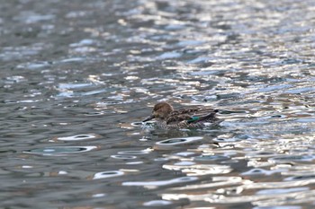 Eurasian Teal 相模大堰 Sun, 1/28/2024