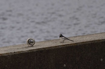 White Wagtail 相模大堰 Sun, 1/28/2024