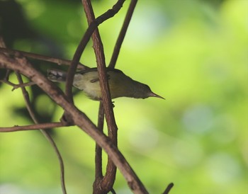 Unknown Species シンガポールブキ・ティマ自然保護区 Sat, 11/10/2018