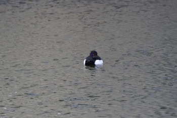 Tufted Duck 相模大堰 Sun, 1/28/2024