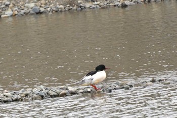 Common Merganser 相模大堰 Sun, 1/28/2024