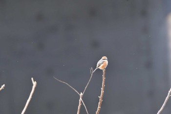 Bull-headed Shrike 相模大堰 Sun, 1/28/2024