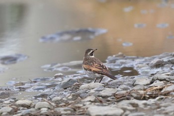 Dusky Thrush 相模大堰 Sun, 1/28/2024