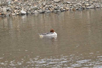 Common Merganser 相模大堰 Sun, 1/28/2024