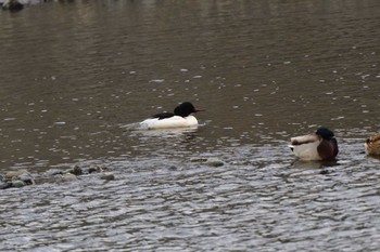 Common Merganser 相模大堰 Sun, 1/28/2024