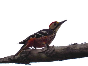 White-backed Woodpecker 和泉葛城山 Sun, 1/28/2024