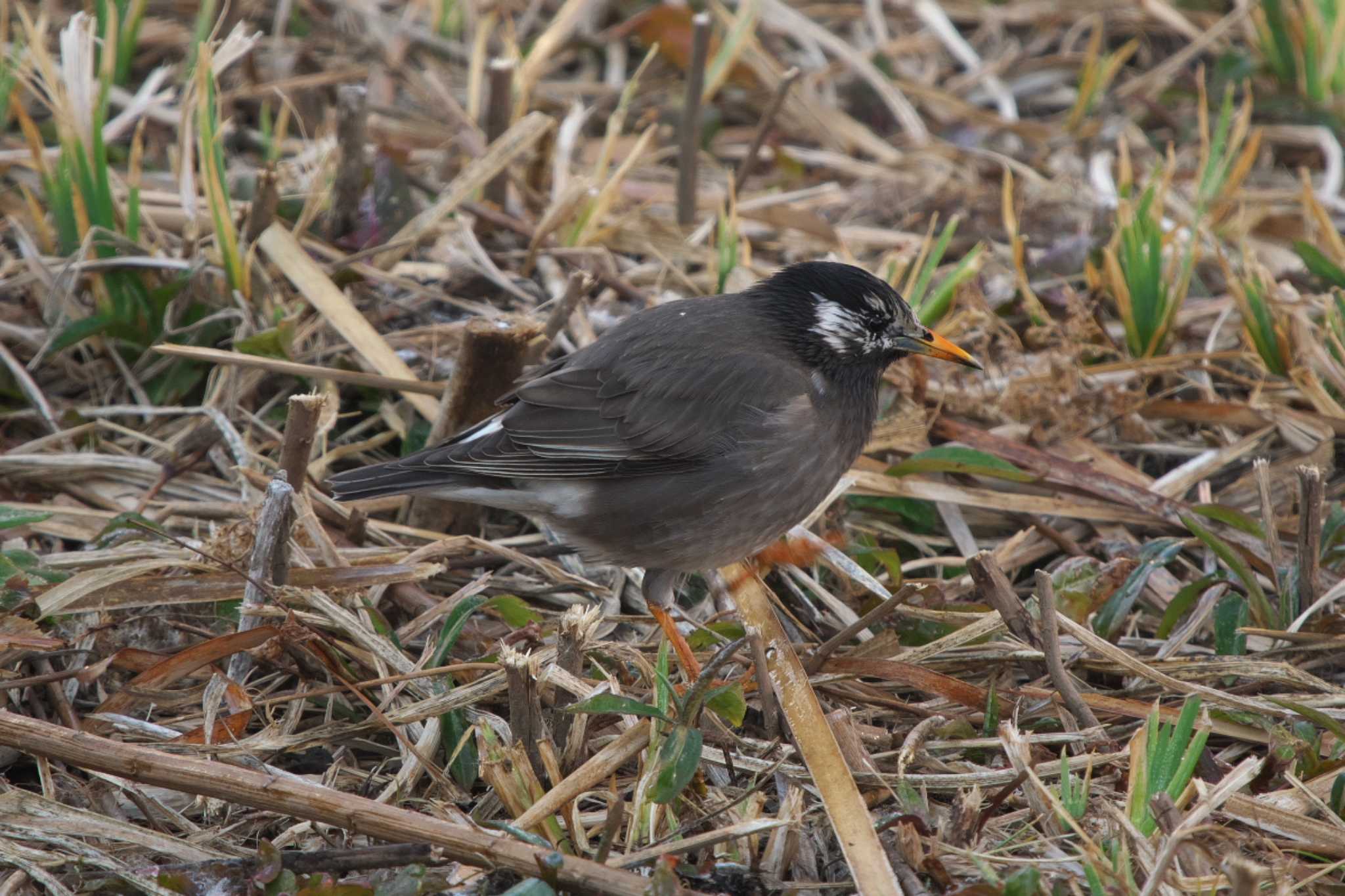 Photo of White-cheeked Starling at 池子の森自然公園 by Y. Watanabe