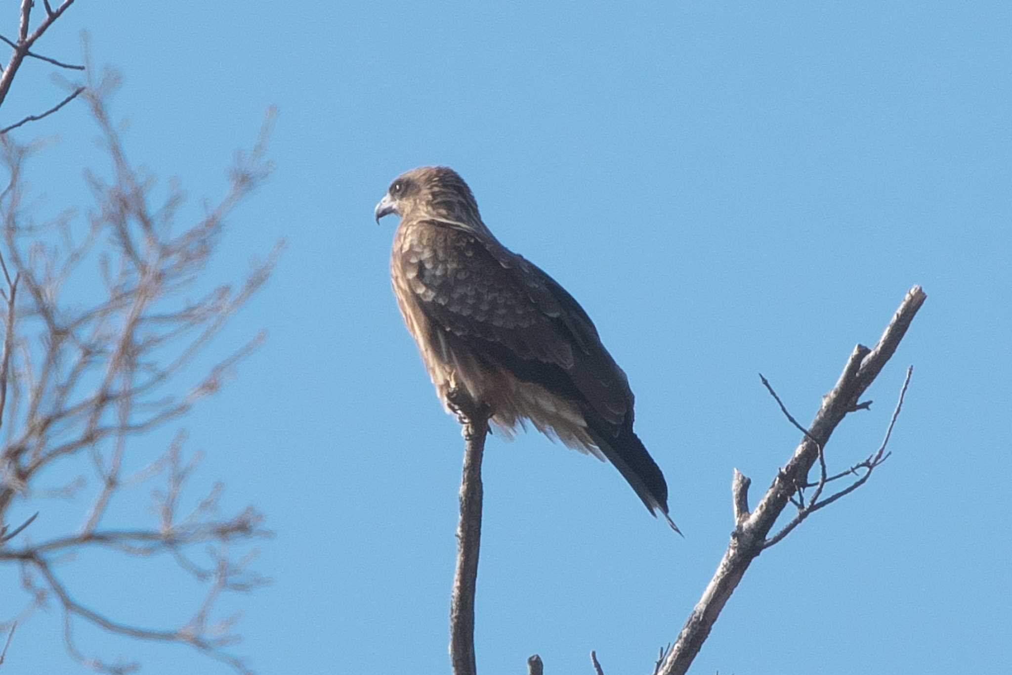 Photo of Black Kite at 池子の森自然公園 by Y. Watanabe