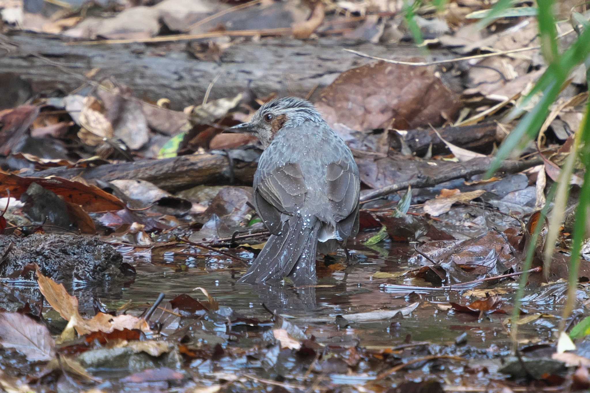 Photo of Brown-eared Bulbul at 池子の森自然公園 by Y. Watanabe