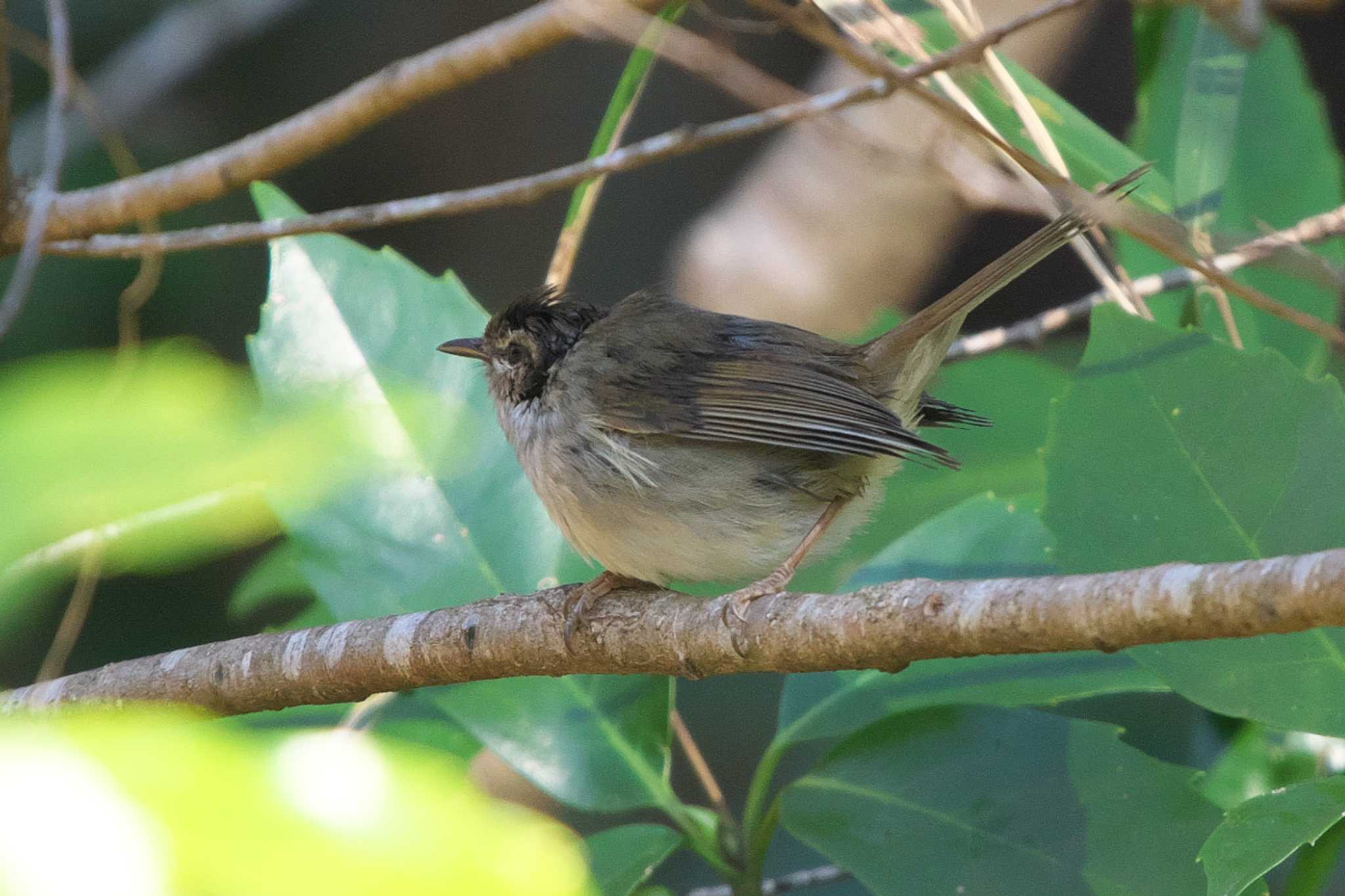 Photo of Japanese Bush Warbler at 池子の森自然公園 by Y. Watanabe