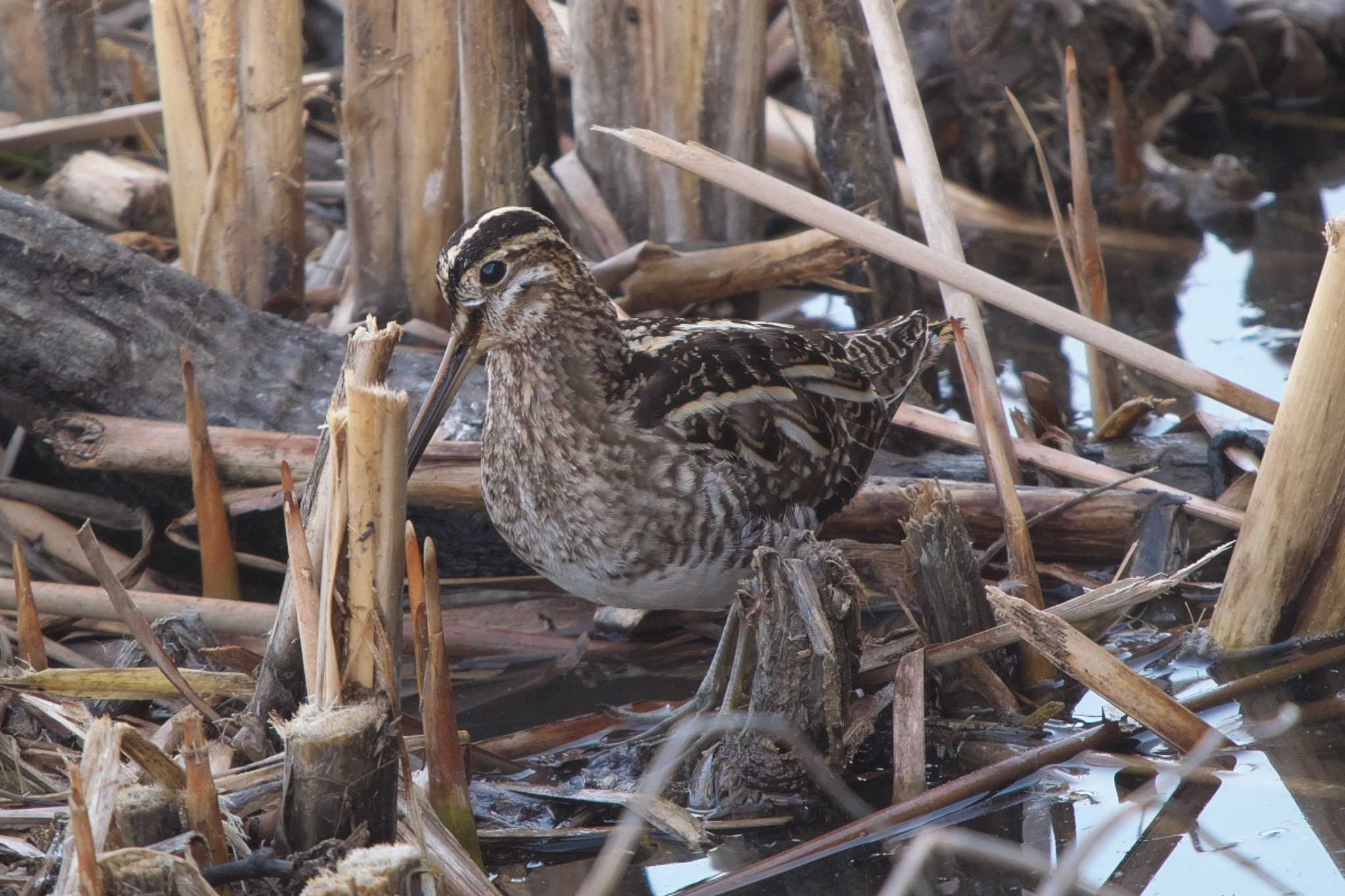 Photo of Common Snipe at 池子の森自然公園 by Y. Watanabe