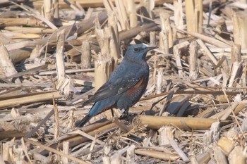 2024年1月31日(水) 池子の森自然公園の野鳥観察記録