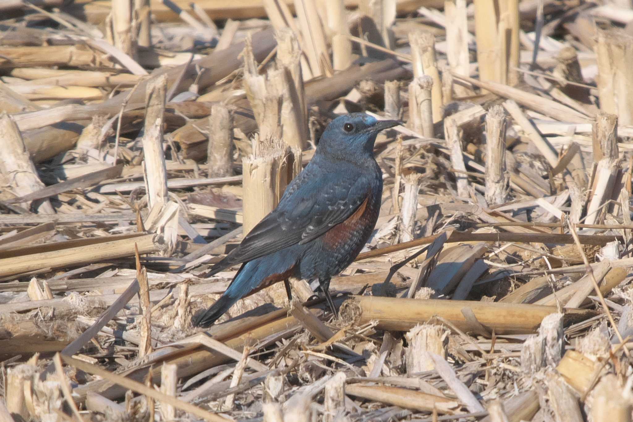 Blue Rock Thrush