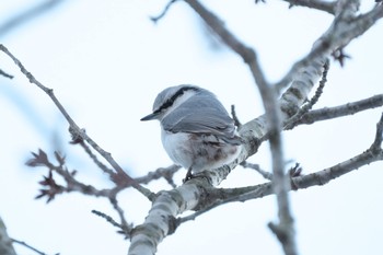 シロハラゴジュウカラ 北海道 函館市 見晴公園 2024年1月28日(日)