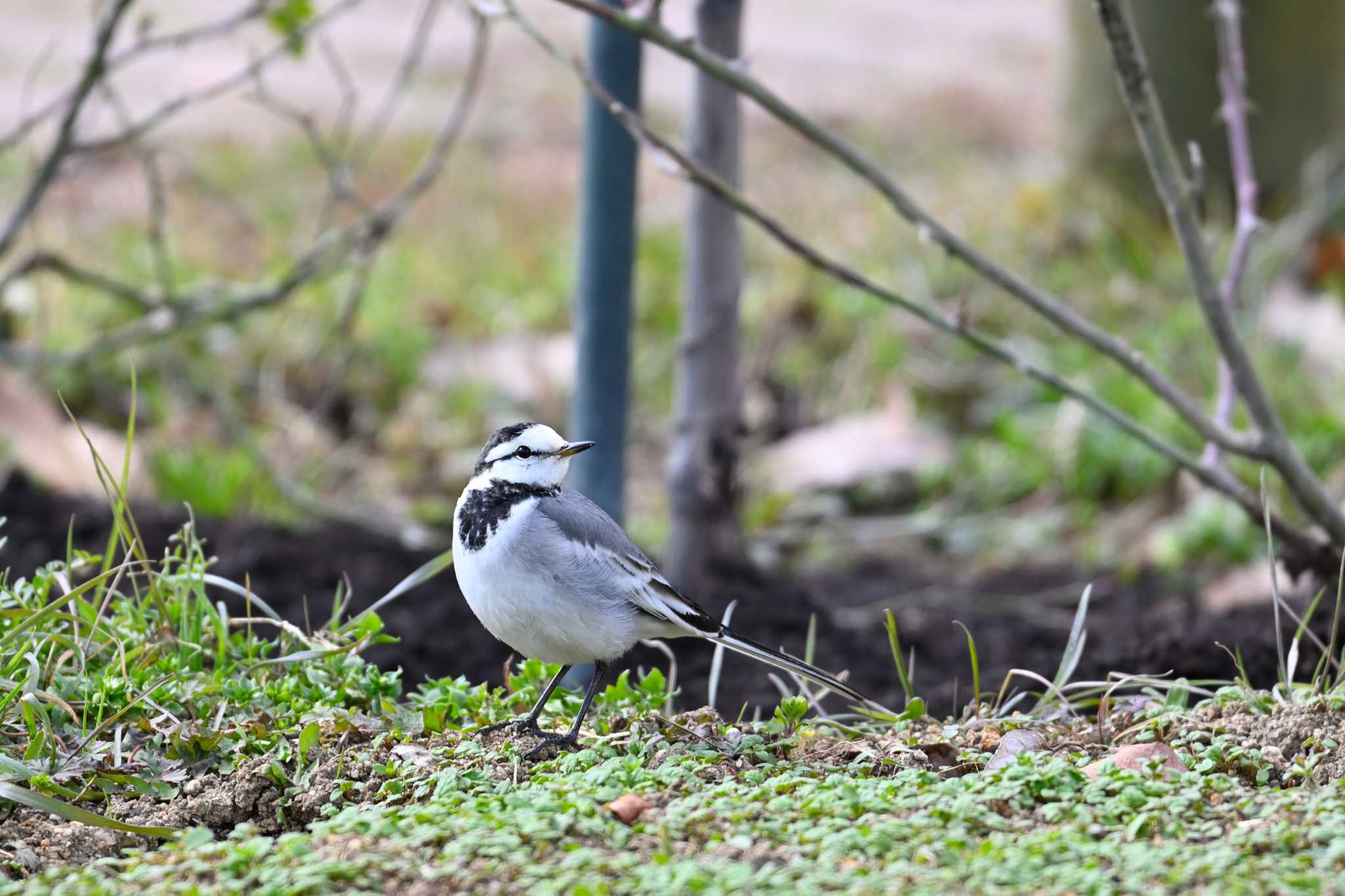 White Wagtail