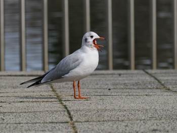 ユリカモメ 都立浮間公園 2024年1月28日(日)