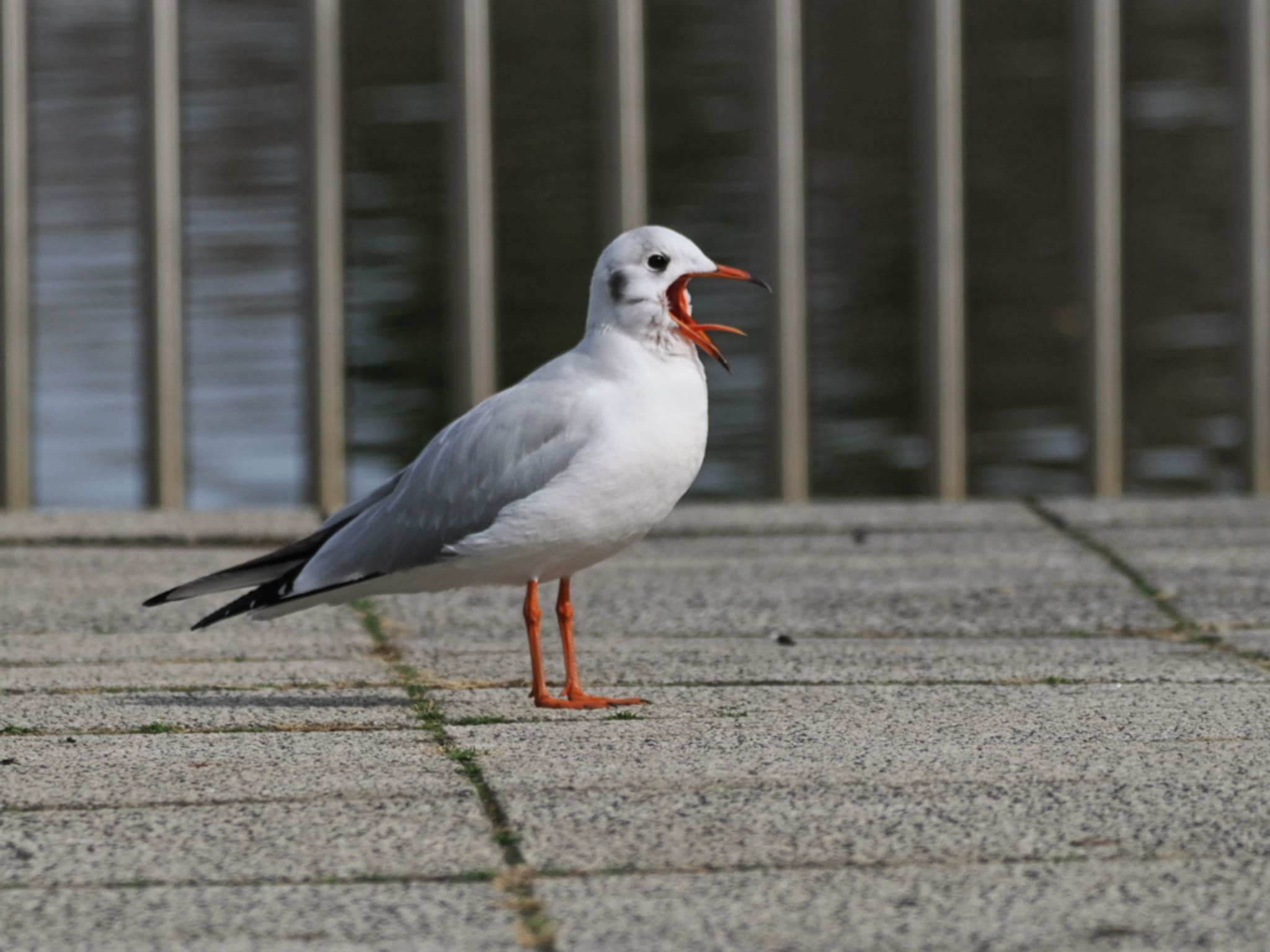 Black-headed Gull