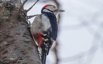 アカゲラ 秋ヶ瀬公園(野鳥の森) 2024年1月31日(水)