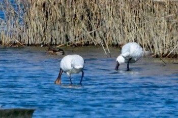 Eurasian Spoonbill Unknown Spots Tue, 1/23/2024