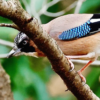 Eurasian Jay 可児やすらぎの森 Wed, 1/31/2024