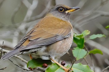 Pale Thrush 可児やすらぎの森 Wed, 1/31/2024