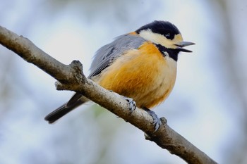 Varied Tit 可児やすらぎの森 Wed, 1/31/2024