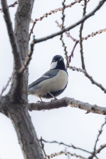 シジュウカラ 秋ヶ瀬公園(野鳥の森) 2024年1月31日(水)