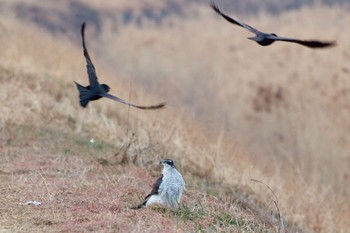 2024年2月1日(木) 笛吹市の野鳥観察記録