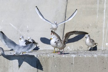 ユリカモメ 銚子港 2024年1月27日(土)