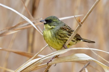 Masked Bunting 巨勢川調整池 Tue, 1/30/2024